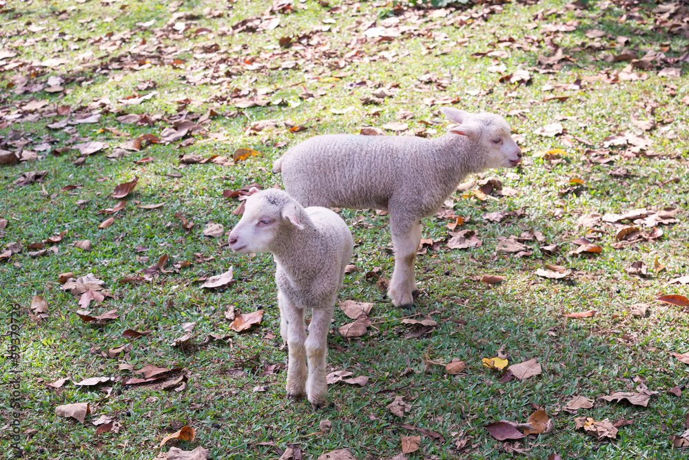 冬天阳光明媚的羔羊在泰国梅洪山的草地上