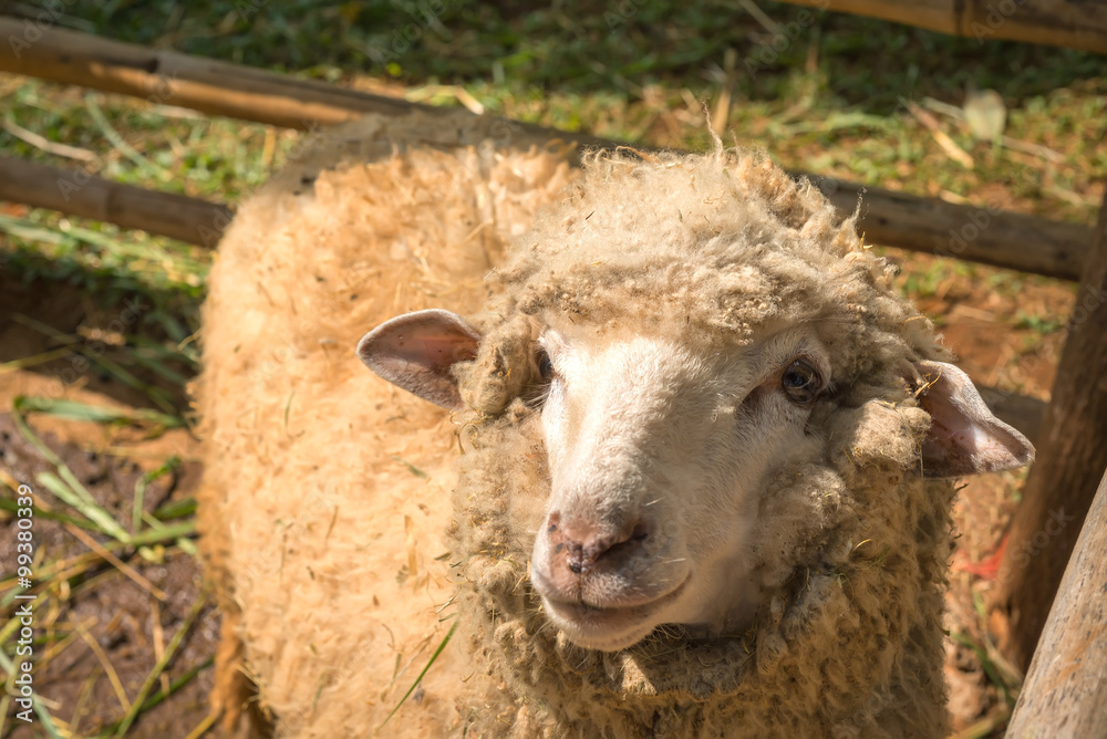 在阳光明媚的日子里，把羊群关在草丛里。
