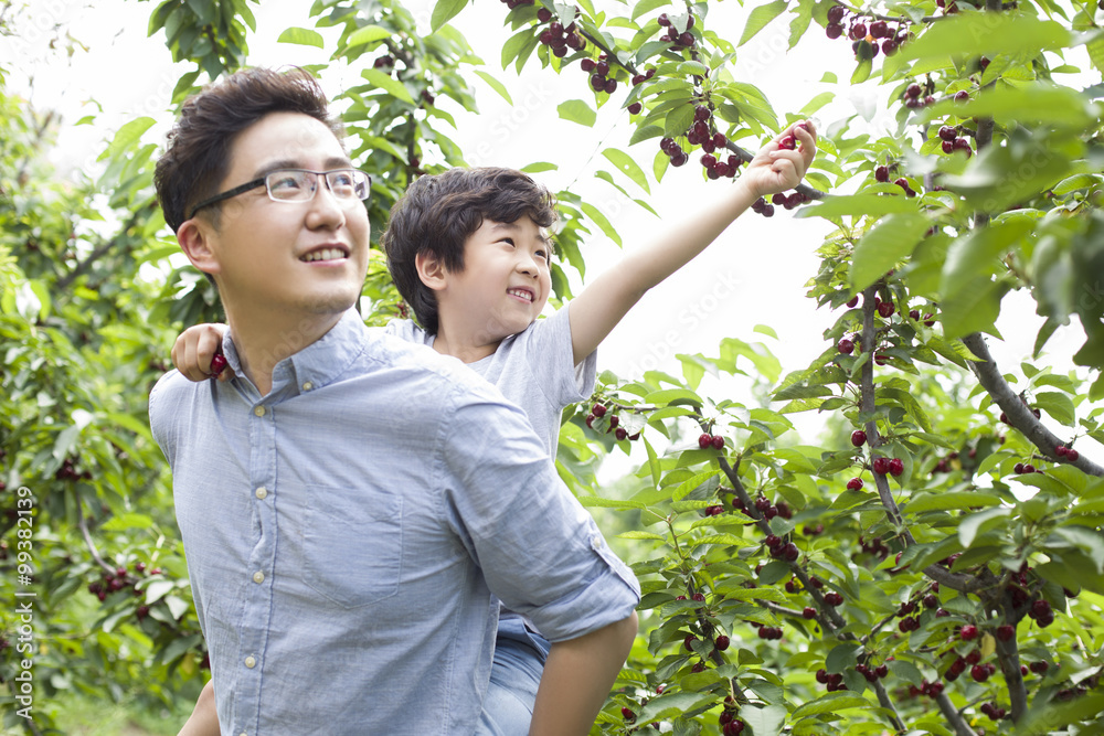 Young father and son picking cherries in orchard
