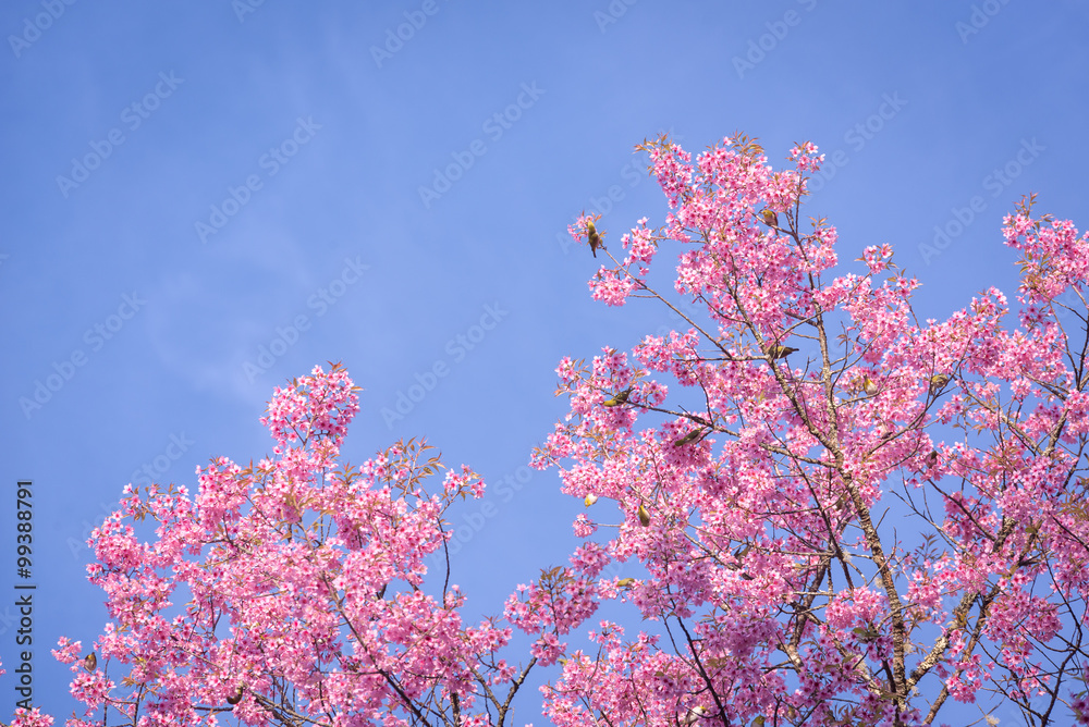 野生喜马拉雅樱桃、樱花、樱花生长在山区，创造了令人难以置信的粉色bl
