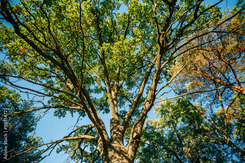 高大橡树的树冠。阳光充足的落叶林