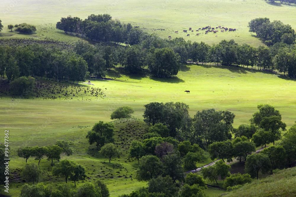 孤独的马在田野里吃草，远离其他牛群