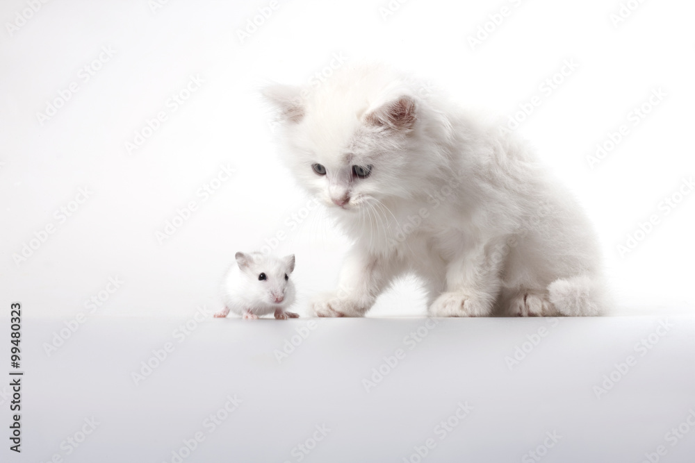 Kitten and mouse, studio shot