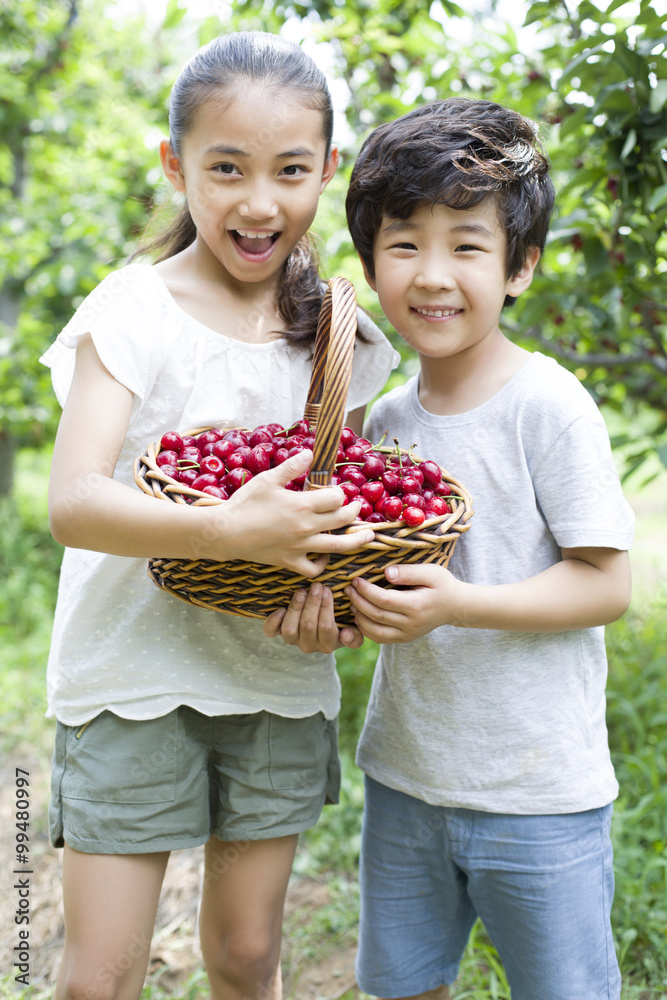 快乐的孩子在果园摘樱桃