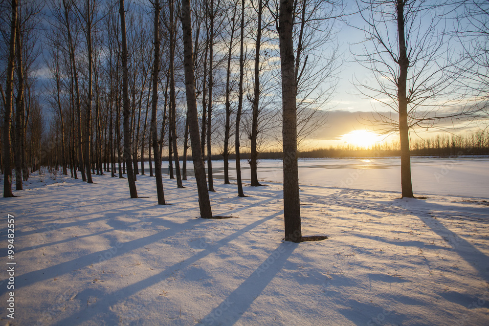 日落和白雪皑皑的森林