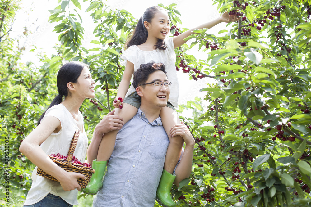 年轻的家庭在果园里采摘樱桃