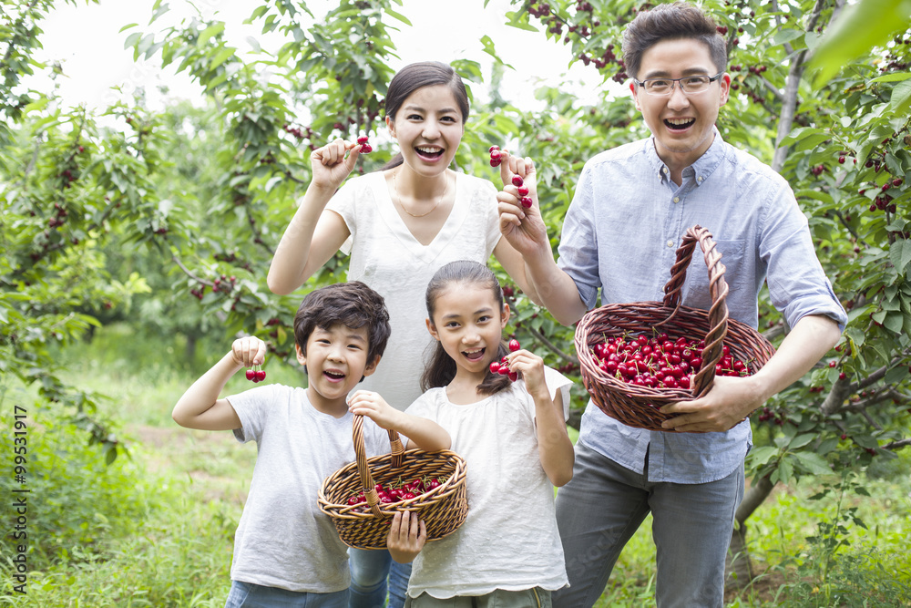 年轻的家庭在果园里采摘樱桃