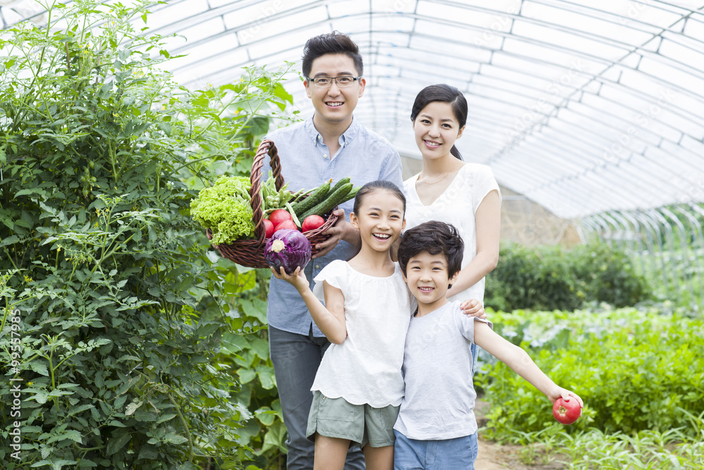 年轻的家庭在温室里采摘蔬菜