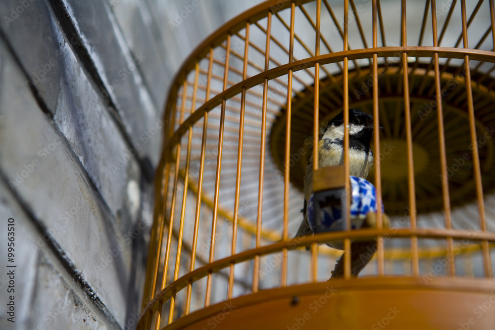 吊笼中的鸟，北京虎亭，中国