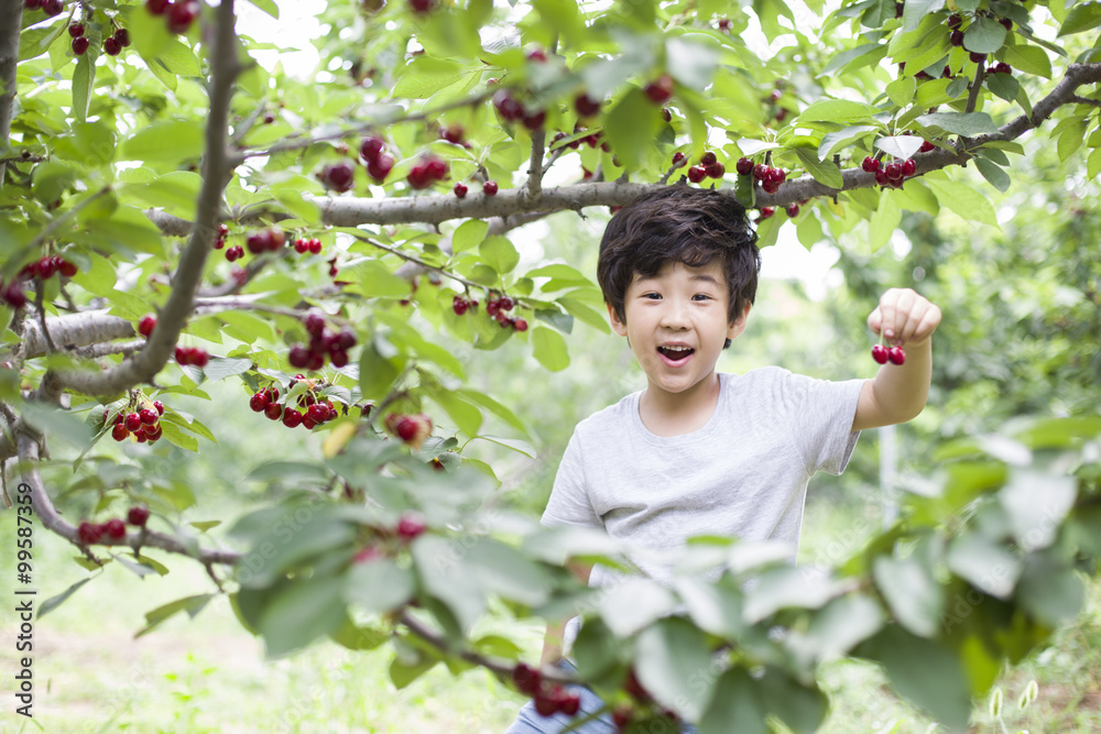 快乐男孩在果园摘樱桃