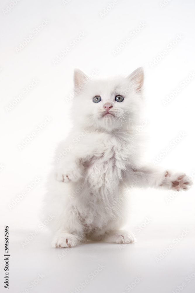 白色小猫的肖像，摄影棚拍摄