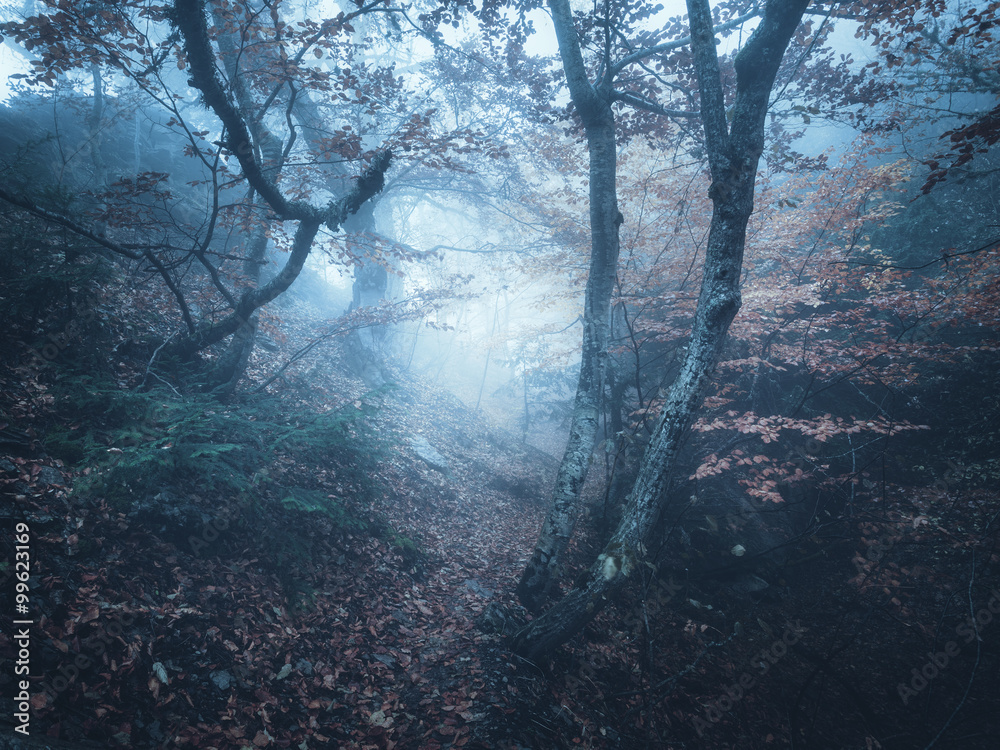 Autumn forest in fog. Beautiful natural landscape. Vintage style