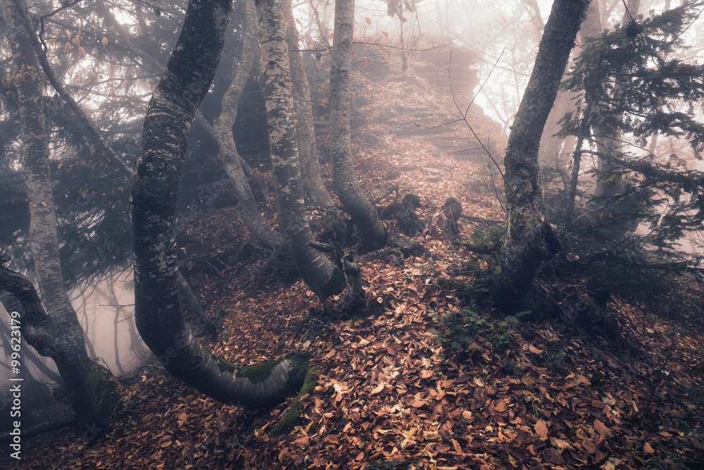 雾中的秋天森林。美丽的自然景观。复古风格