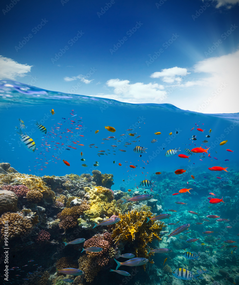 有地平线和水波的水下珊瑚礁