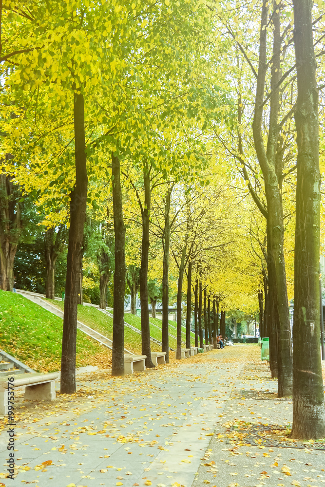 Green alley with trees in the park
