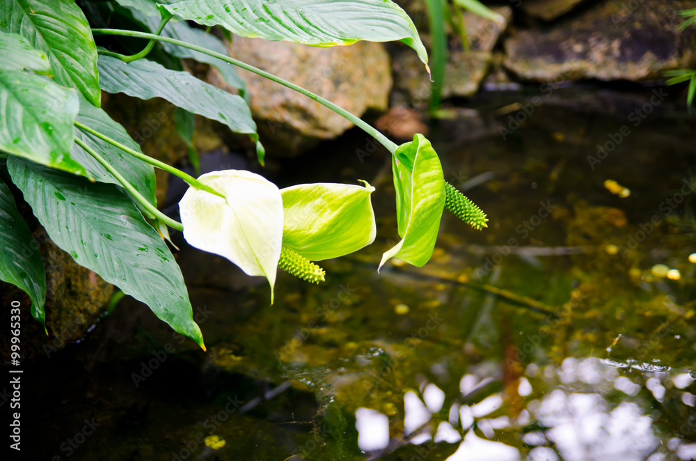 池塘上温室里的大叶藻白花