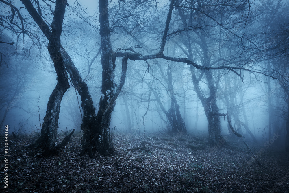 Magic tree in mysterious autumn forest in blue fog in the rainy morning. Beautiful landscape. Vintag