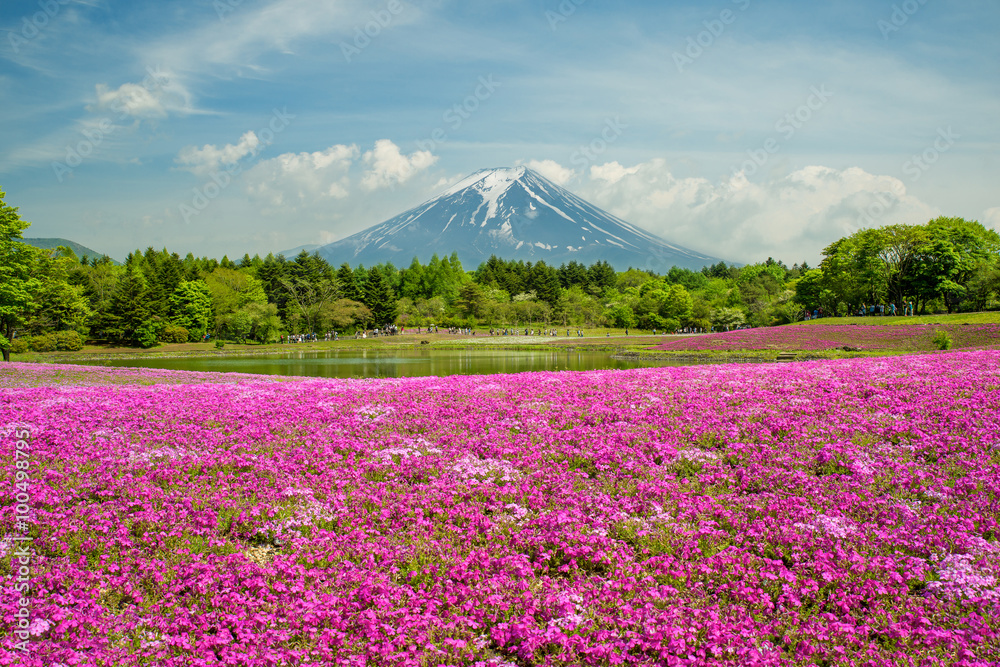 日本山梨县的富士与粉红色苔藓的田野