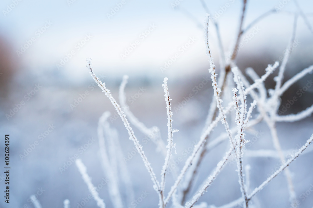 冬季灌木丛中的霜。微距图像，景深较小