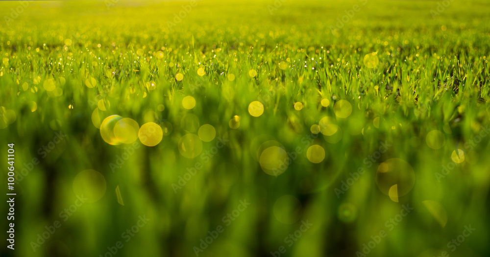新鲜的春草，自然散焦的浅绿色背景上有水滴。