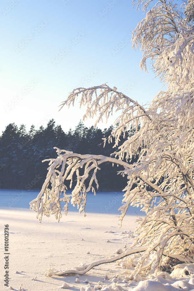 一个具有复古效果的冬季场景。在阳光明媚的日子里，桦树被雪和霜覆盖