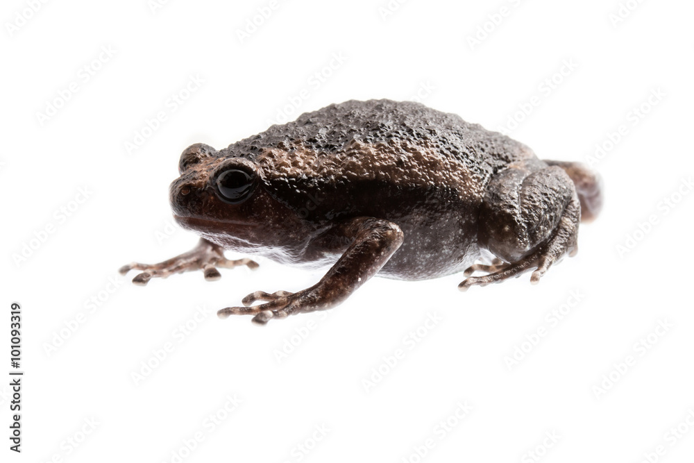young bullfrog on white background.