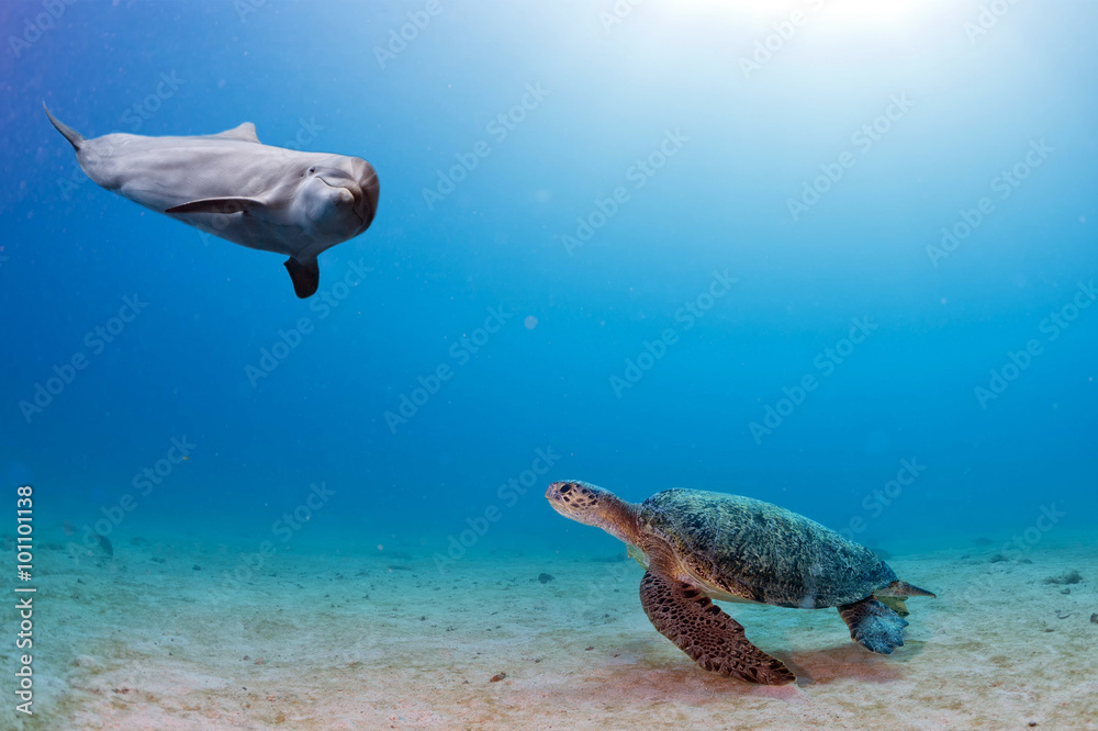 水下海豚遇乌龟