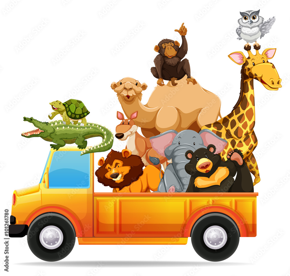 Wild animals on pick up truck