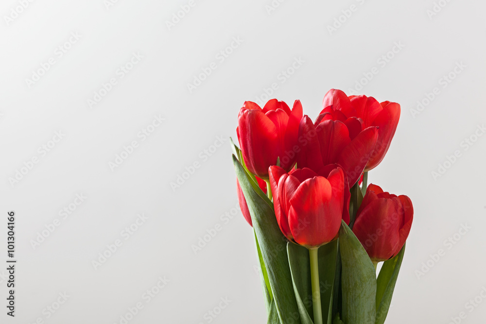 灰色背景下的红色郁金香花束。