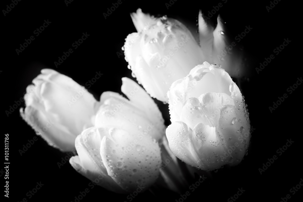 新鲜的白色郁金香，黑色背景上有水滴特写。