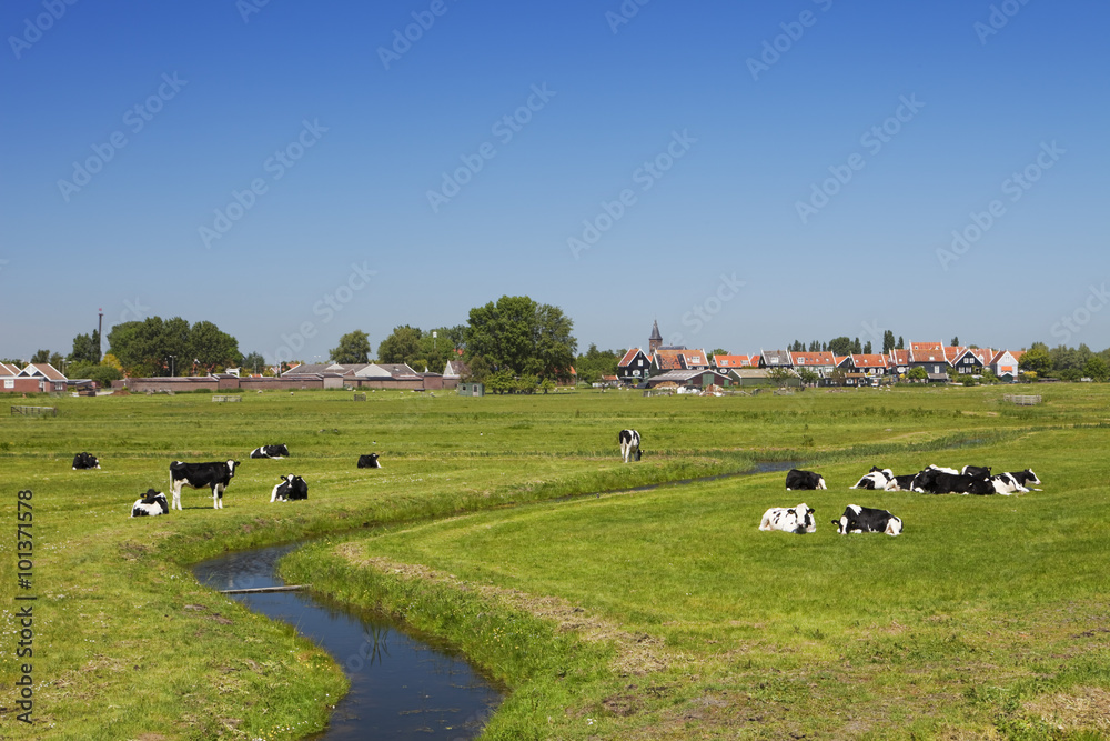阳光明媚的荷兰乡村景观