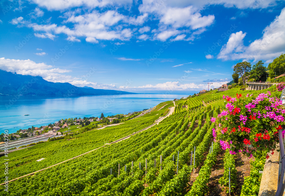 瑞士沃州日内瓦湖的拉沃葡萄酒产区