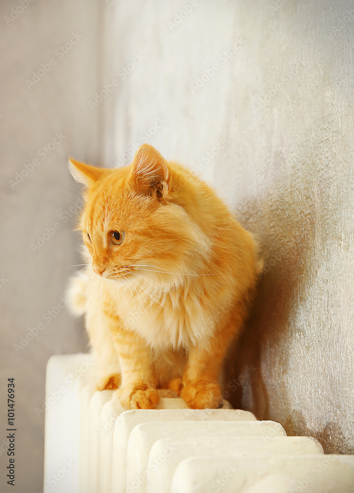 灰色墙壁附近温暖的散热器上毛茸茸的红猫