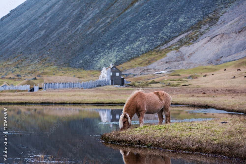 冰岛马在野生冰岛放牧