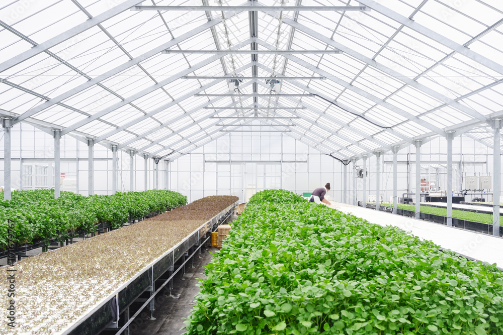温室农业有机蔬菜农业技术