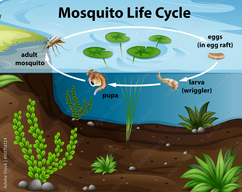 池塘里蚊子的生命周期