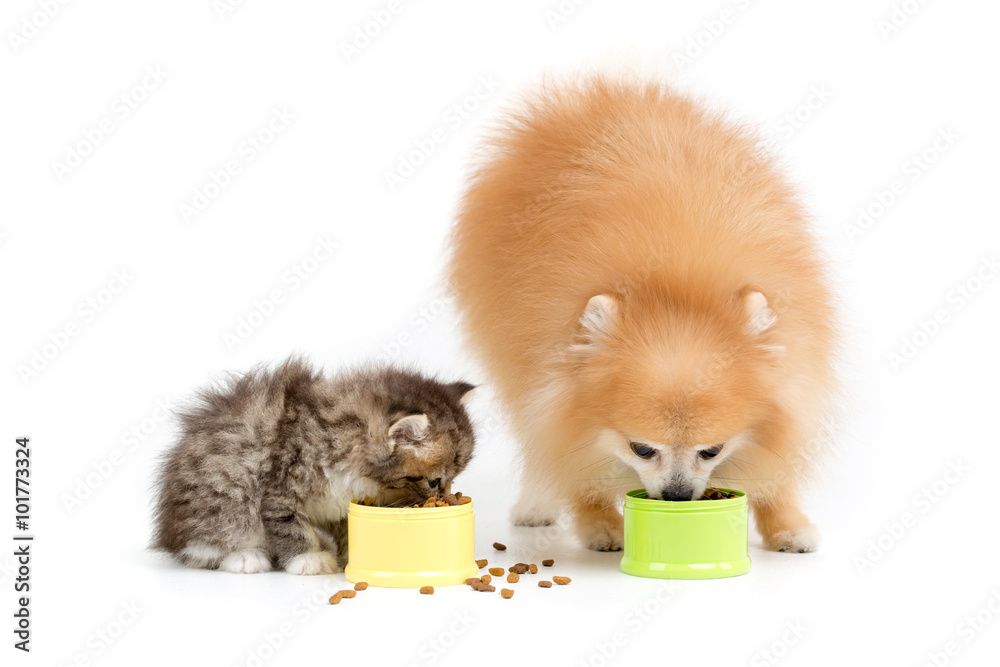小波美拉尼亚犬和波斯猫在隔离期间一起吃东西