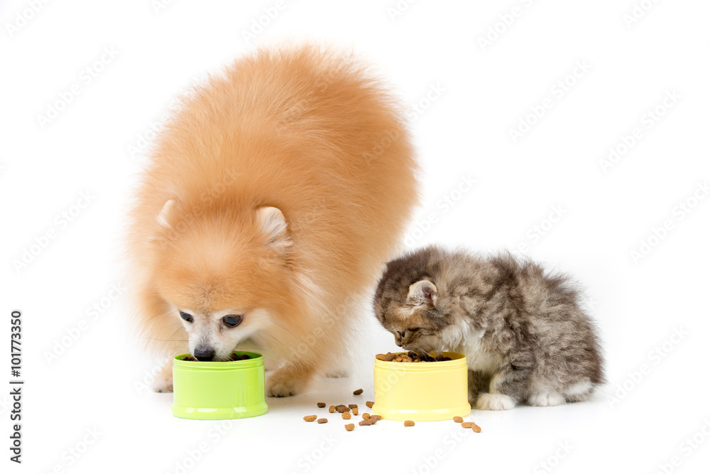 小波美拉尼亚犬和波斯猫在隔离状态下一起吃东西
