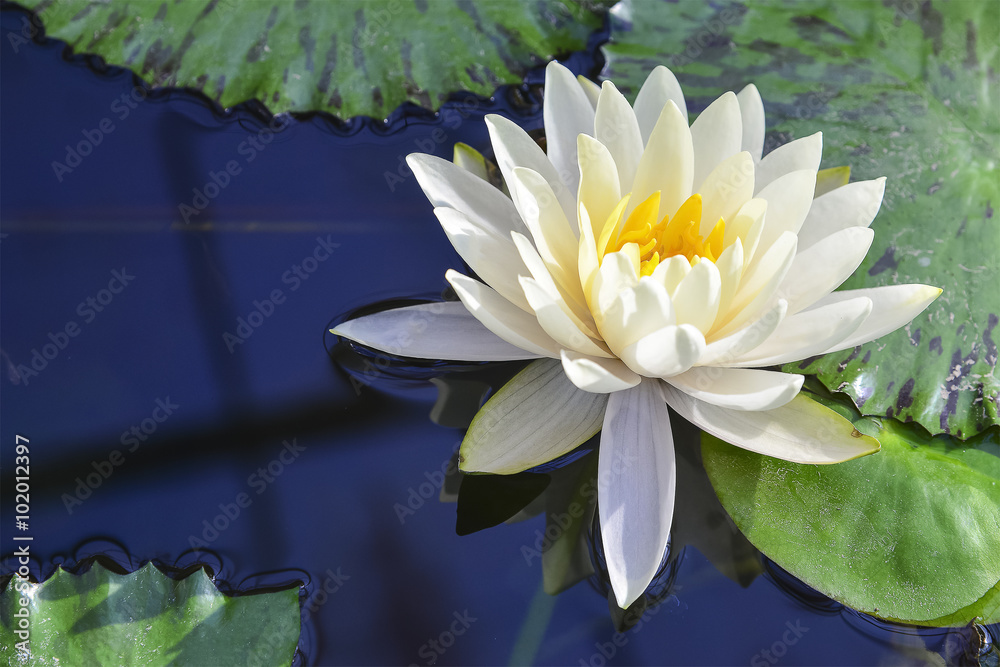 池塘里盛开的白莲花与水倒影