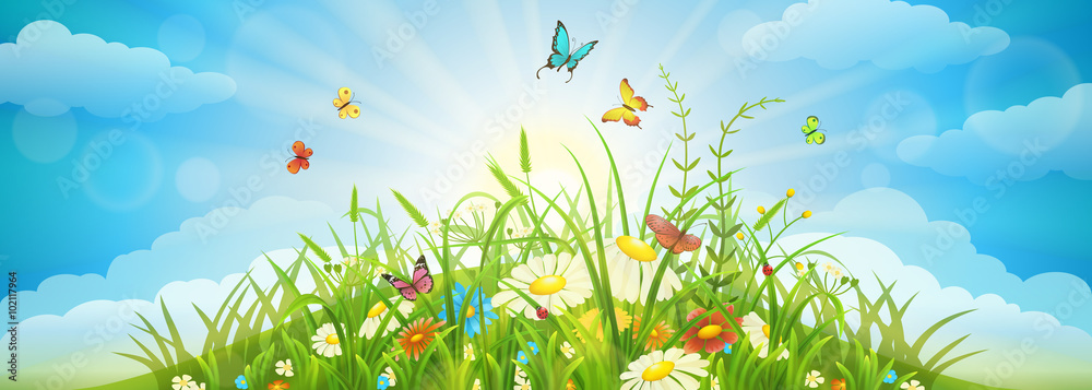 以草地、花朵、蝴蝶和天空为背景的夏春草地