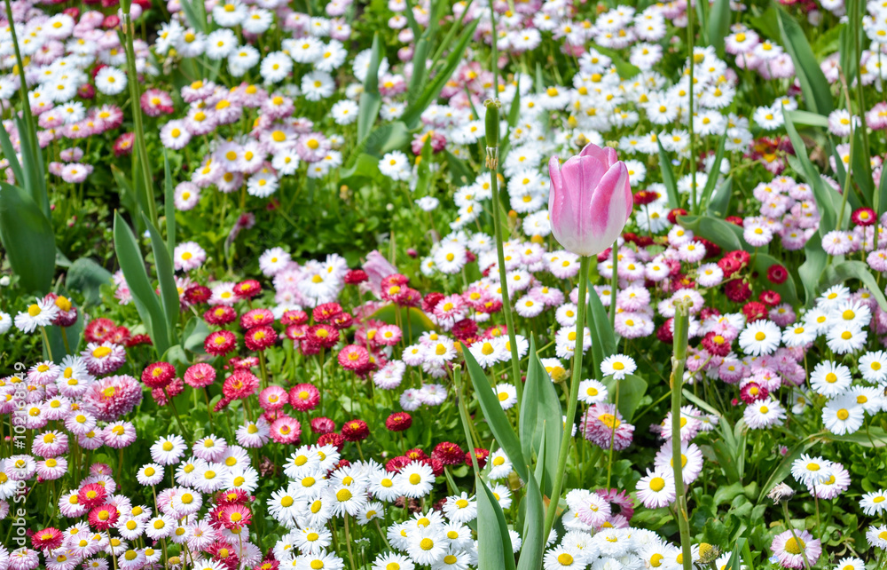 彩色花园里的一朵粉色郁金香