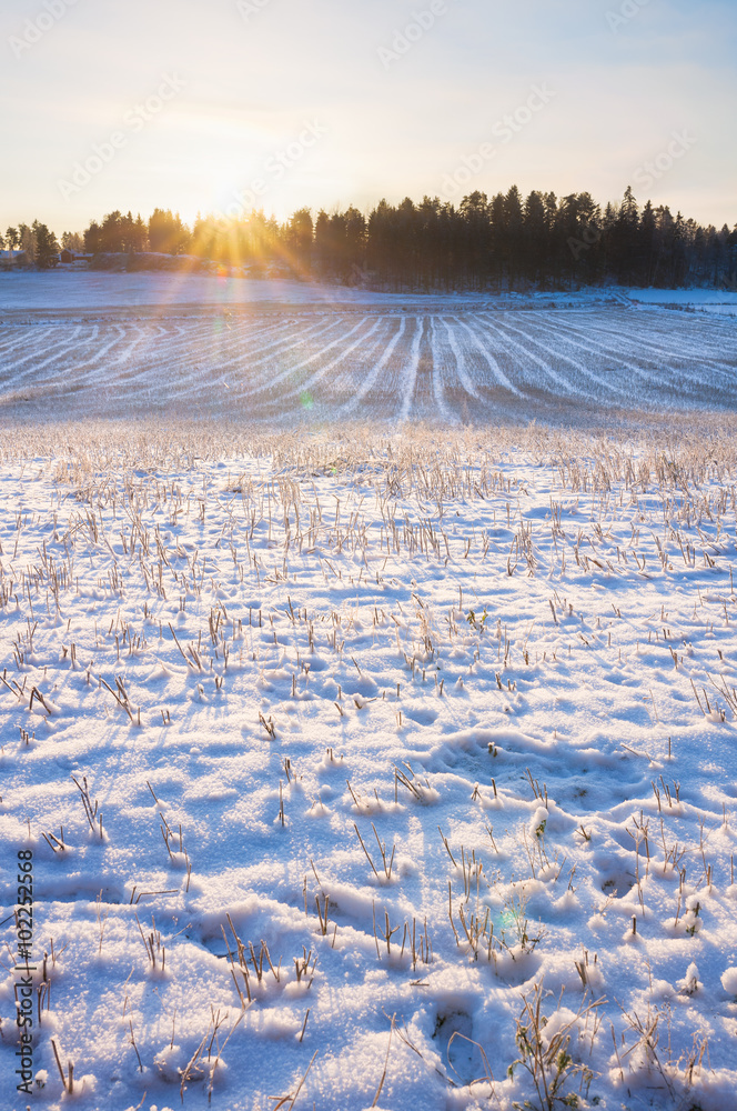 Field at winter