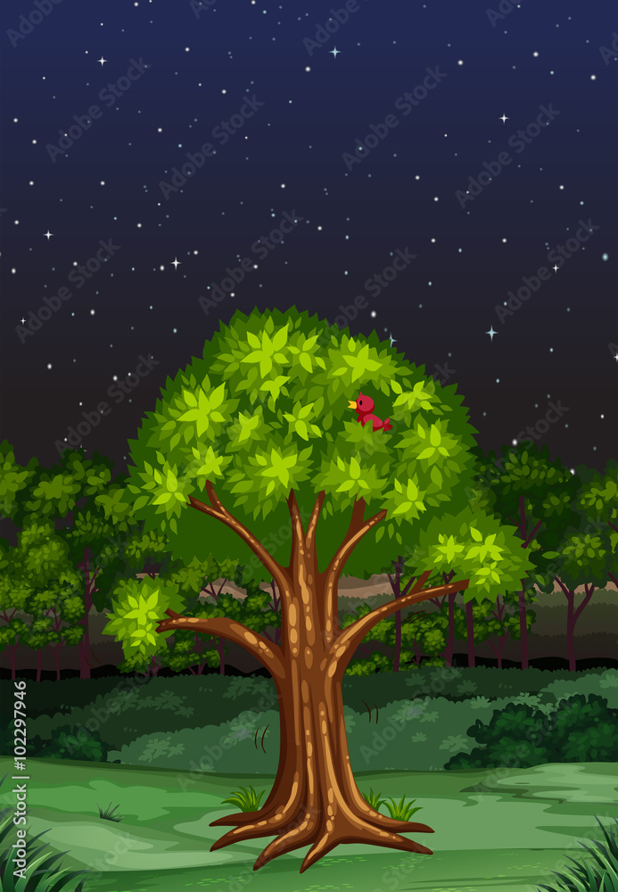 Nature scene at night time