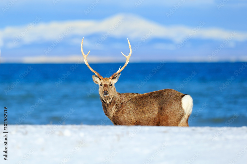 北海道梅花鹿，日本鹿，在深蓝色海洋的海岸，在冬季的山脉