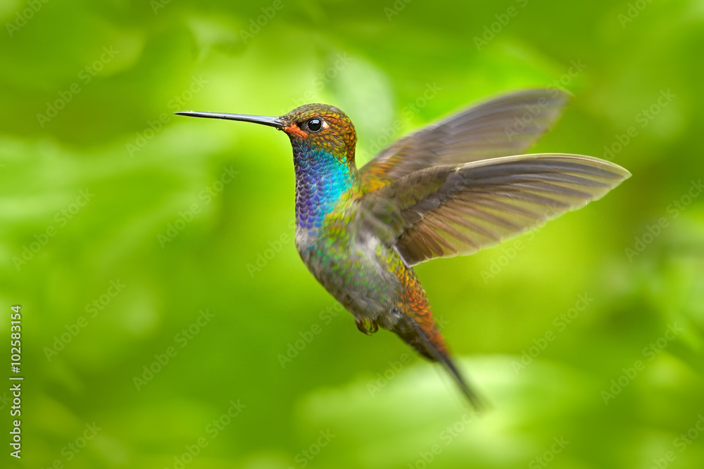 飞行中的蜂鸟，绿色森林自然栖息地，白尾Hillstar，Urochora bougueri，蒙特