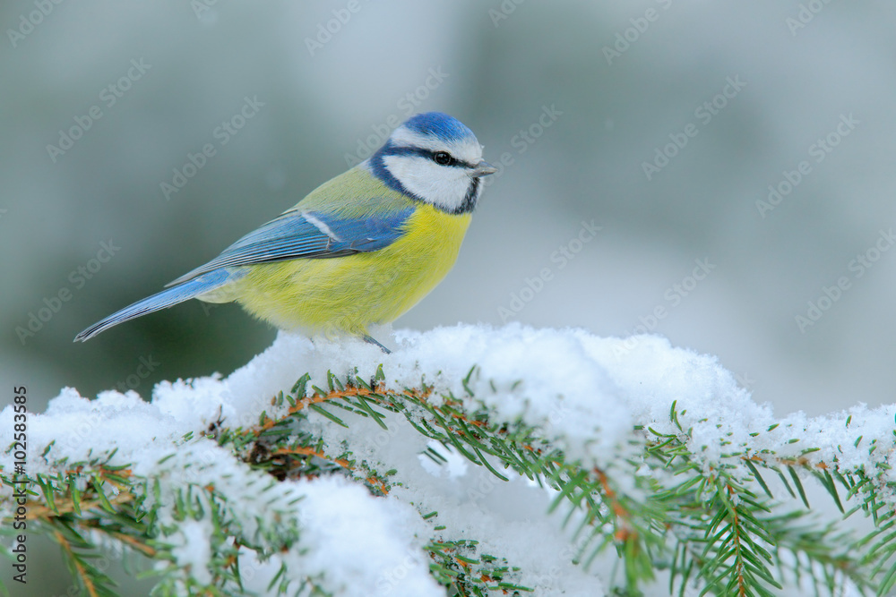 Blue Tit, cute blue and yellow songbird in winter scene, snow flake and nice spruce tree branch, Fra