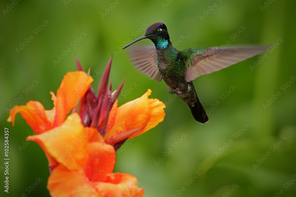 Nice hummingbird, Magnificent Hummingbird, Eugenes fulgens, flying next to beautiful orange flower w