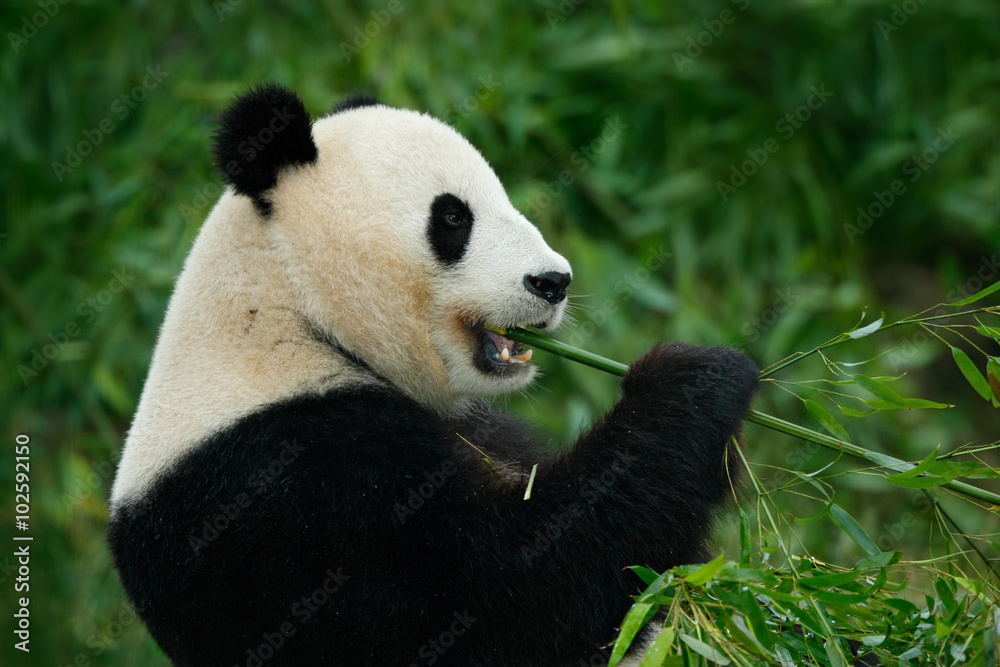 大熊猫在自然栖息地喂养竹子的肖像