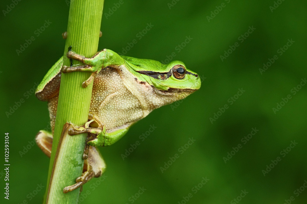 漂亮的绿色两栖动物欧洲树蛙，树蛙，坐在绿色背景的草地上