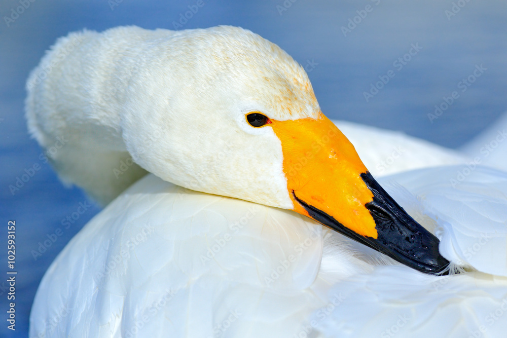 Whooper Swan，Cygnus Cygnus，黑色和黄色喙鸟的细节账单肖像，日本北海道